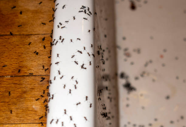 Best Residential Pest Control  in Carbondale, KS